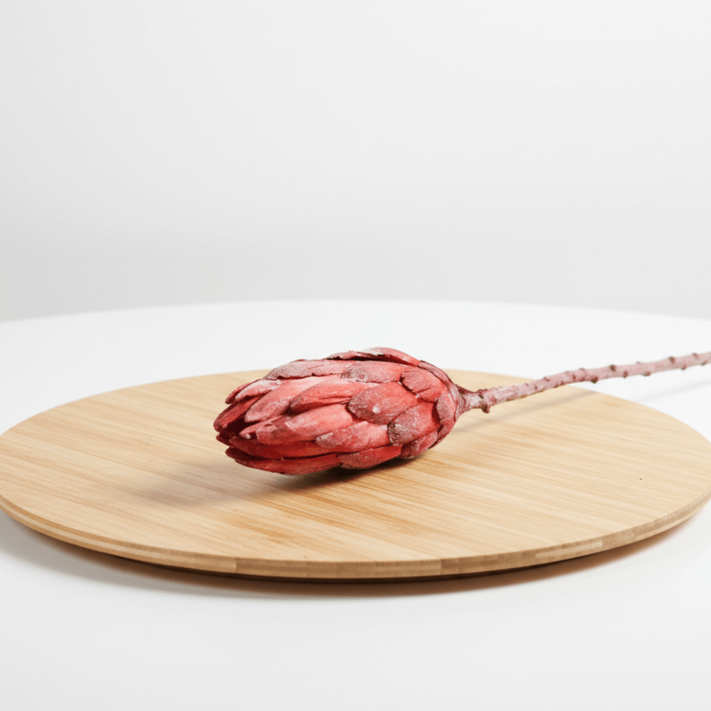 Protea Repens Frosted Red – sušená exotická květina s červeným a bílým ojíněním, ideální pro zimní a svatební aranžmá.